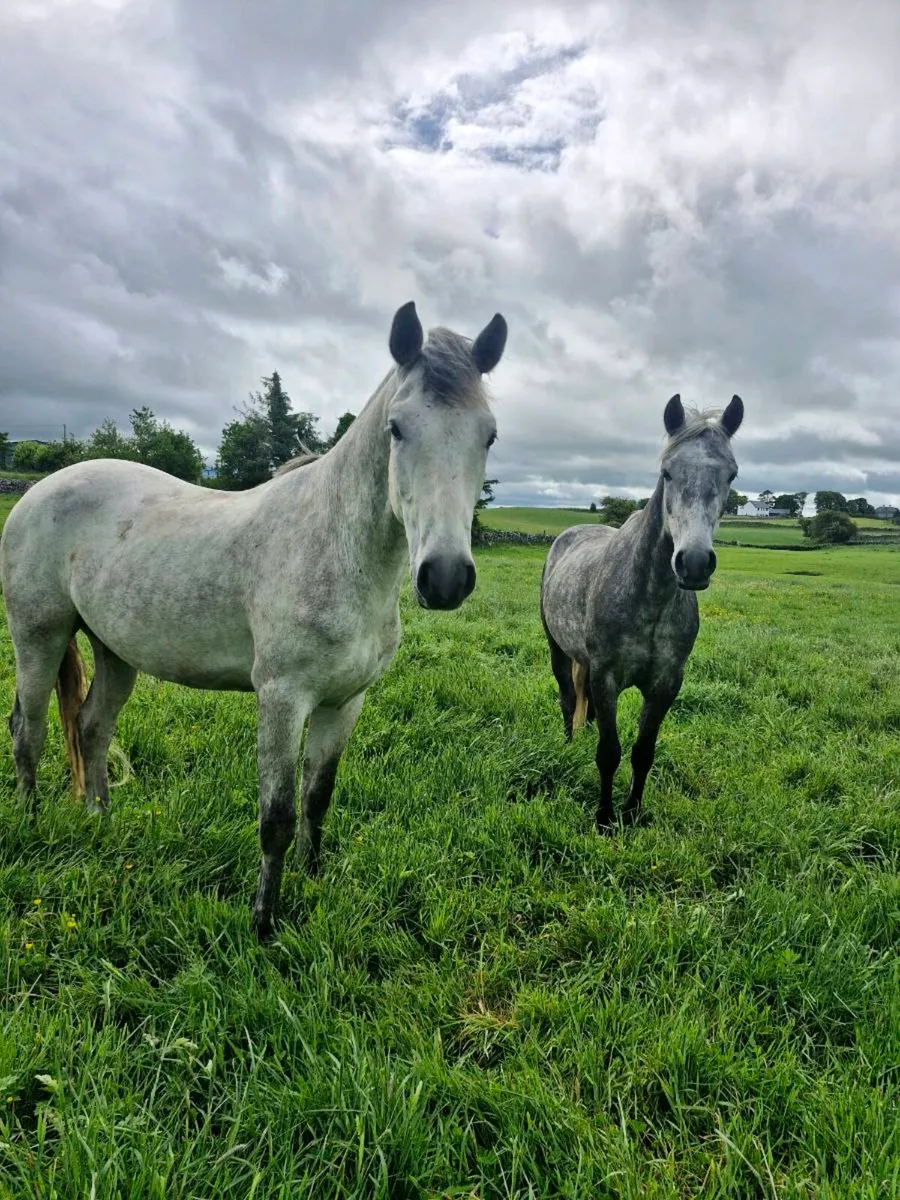 Connemara geldings - Image 1