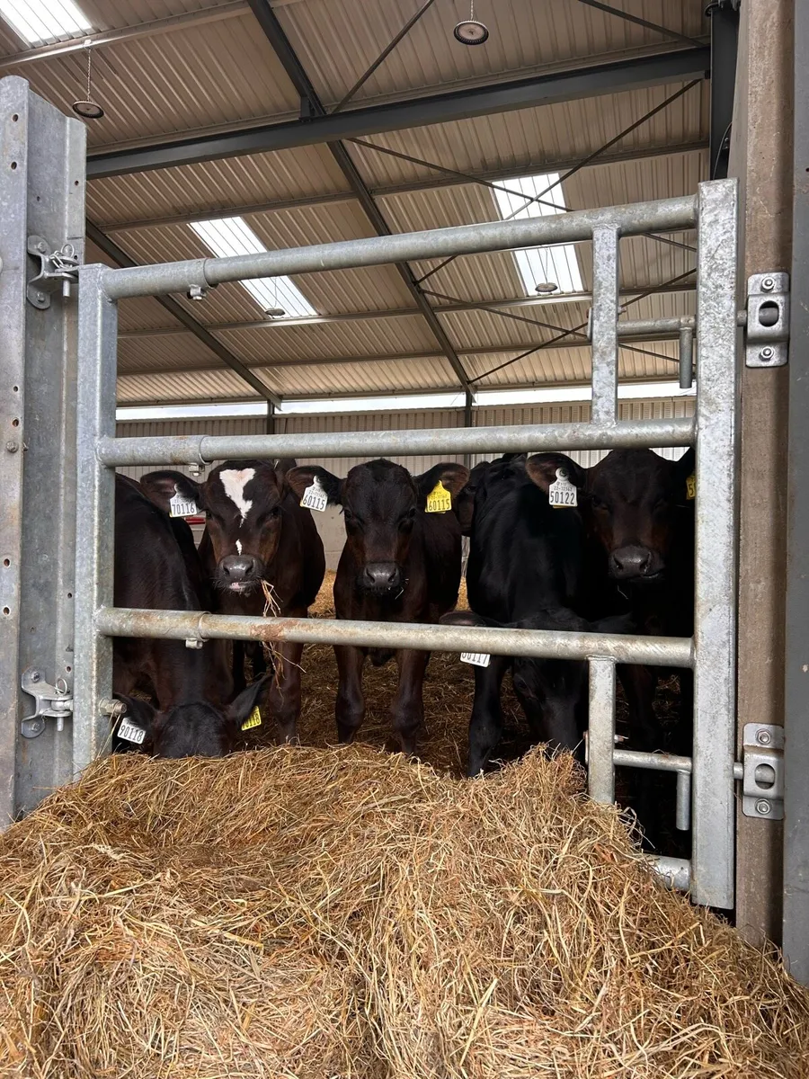 Weaned Angus Calves