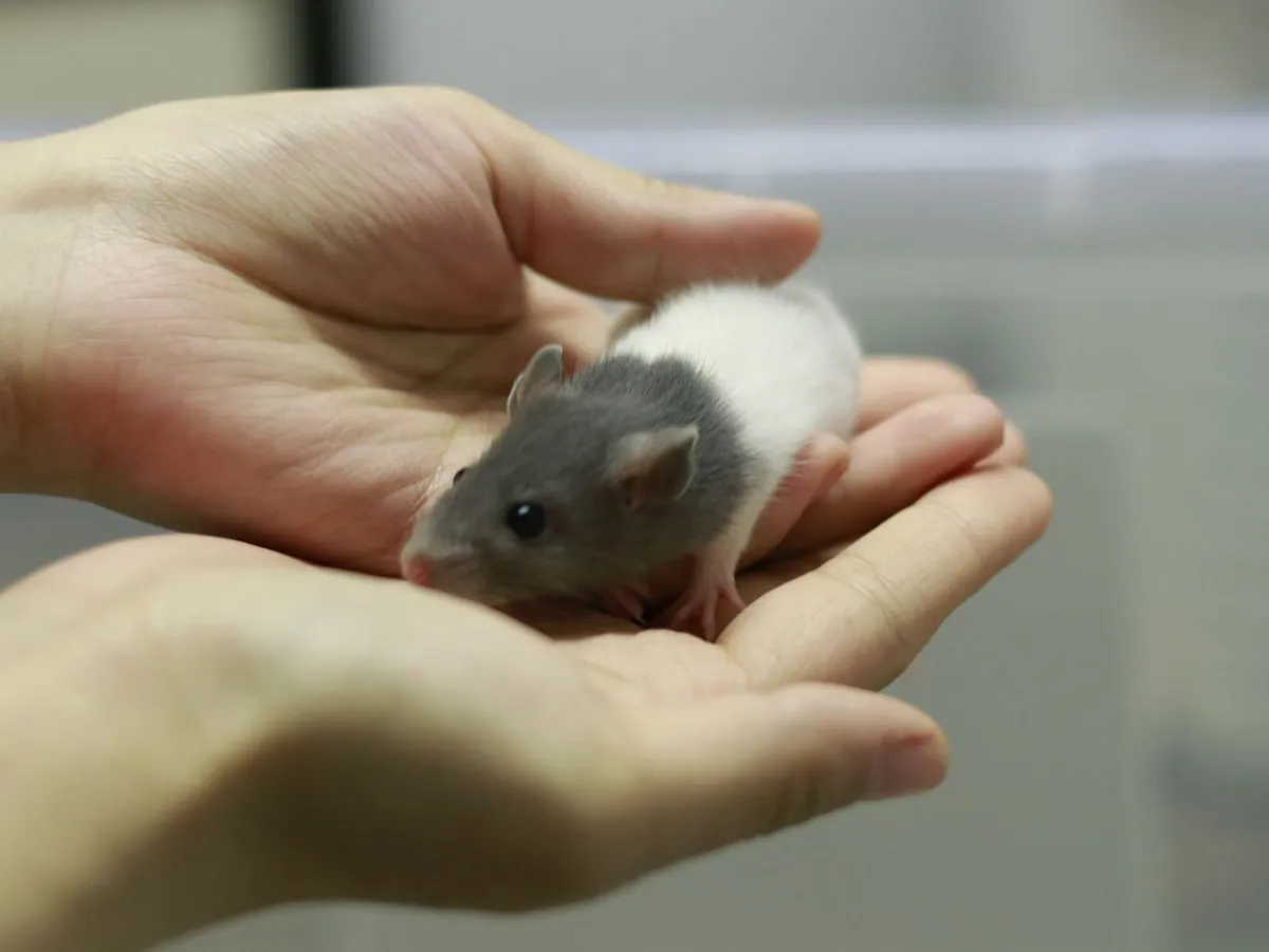 Baby Fancy Rats Looking for New Homes - Image 3