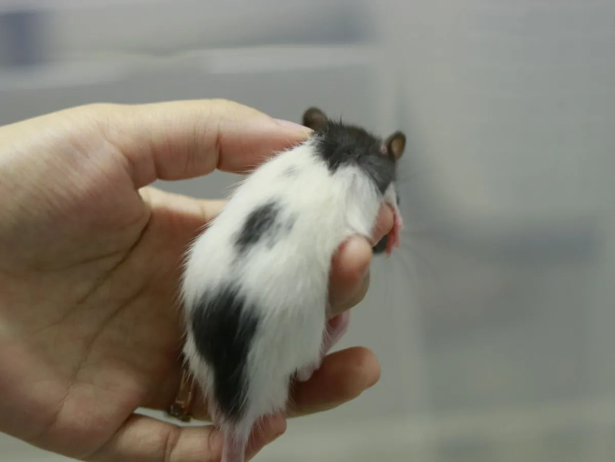 Baby Fancy Rats Looking for New Homes - Image 4