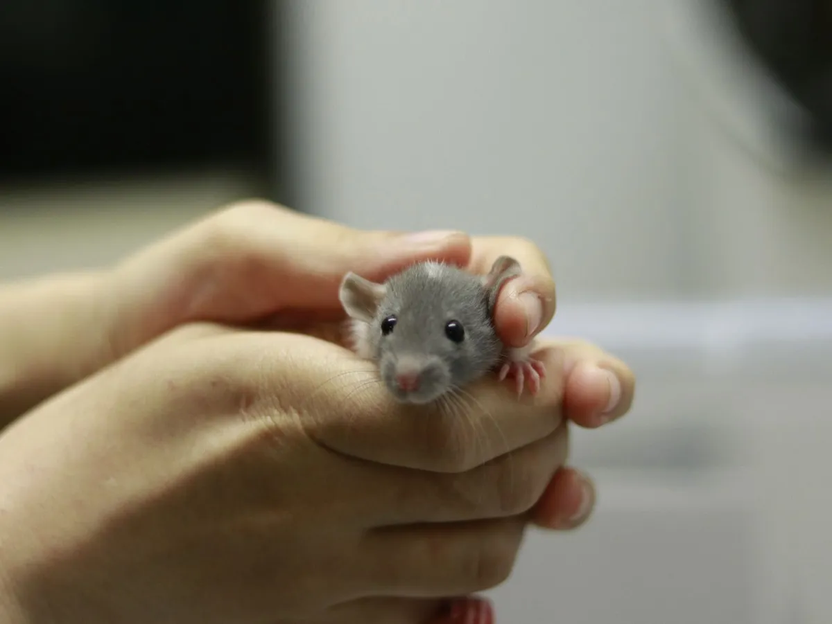 Baby Fancy Rats Looking for New Homes - Image 1