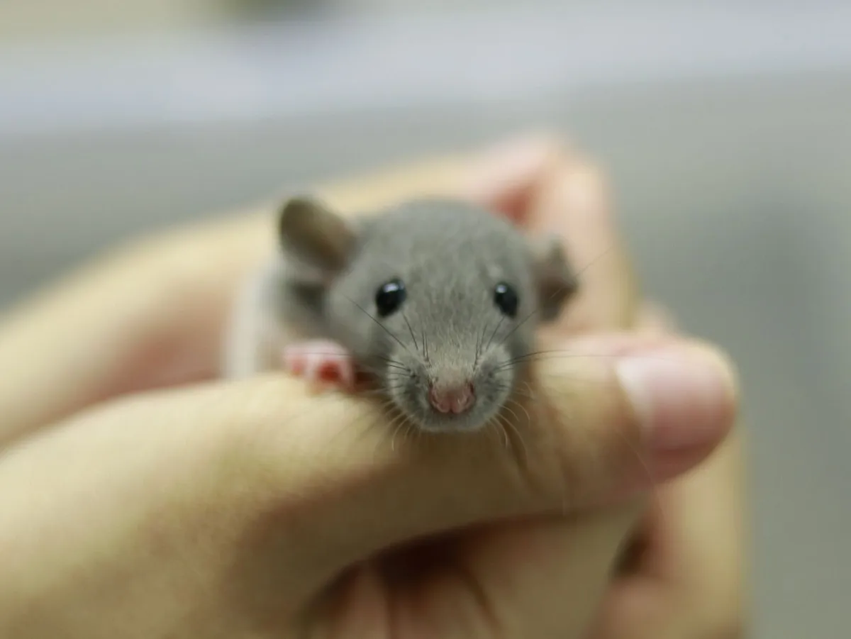 Baby Fancy Rats Looking for New Homes - Image 2