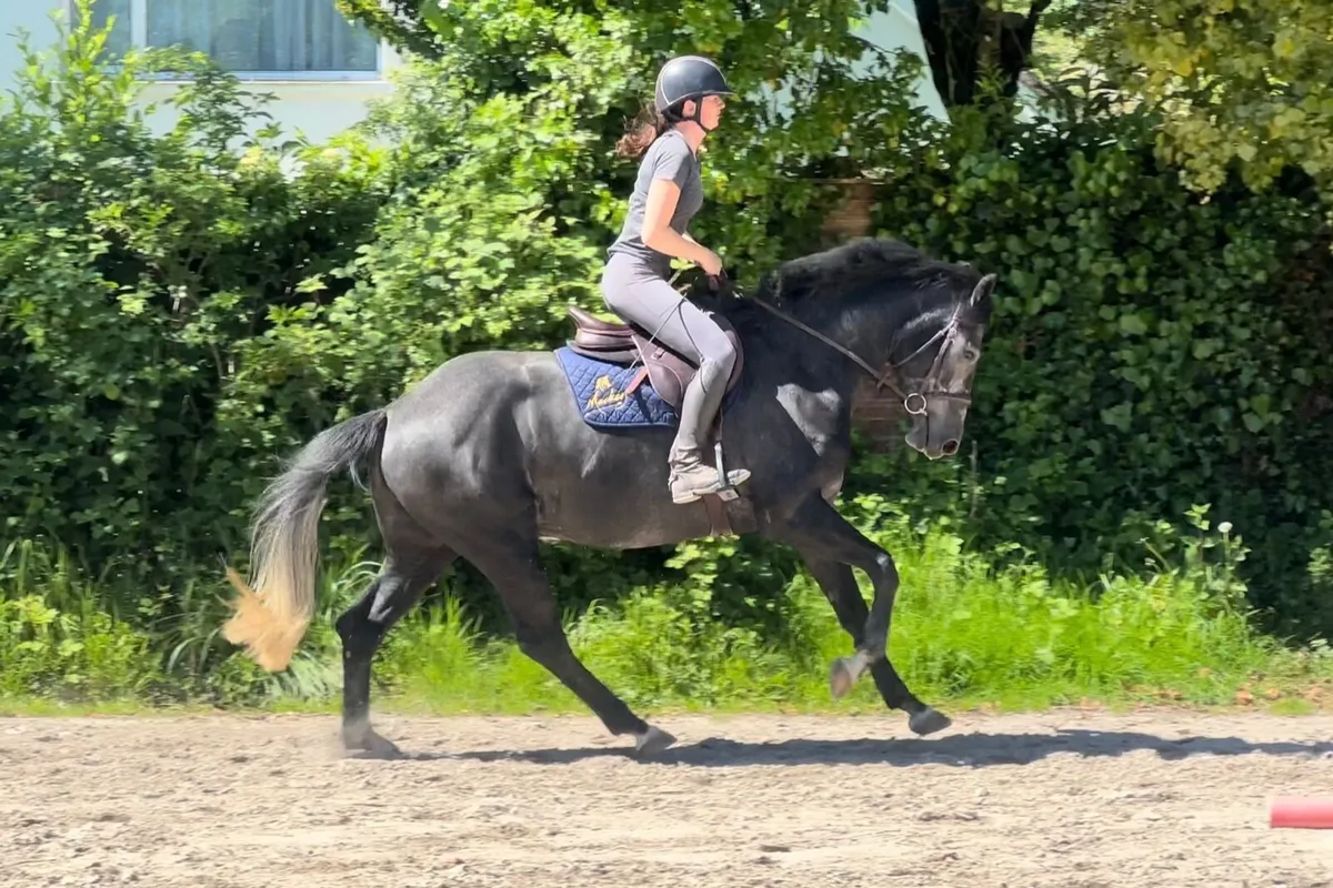 4yld Mare x Kafka vd Heffinck - Image 2