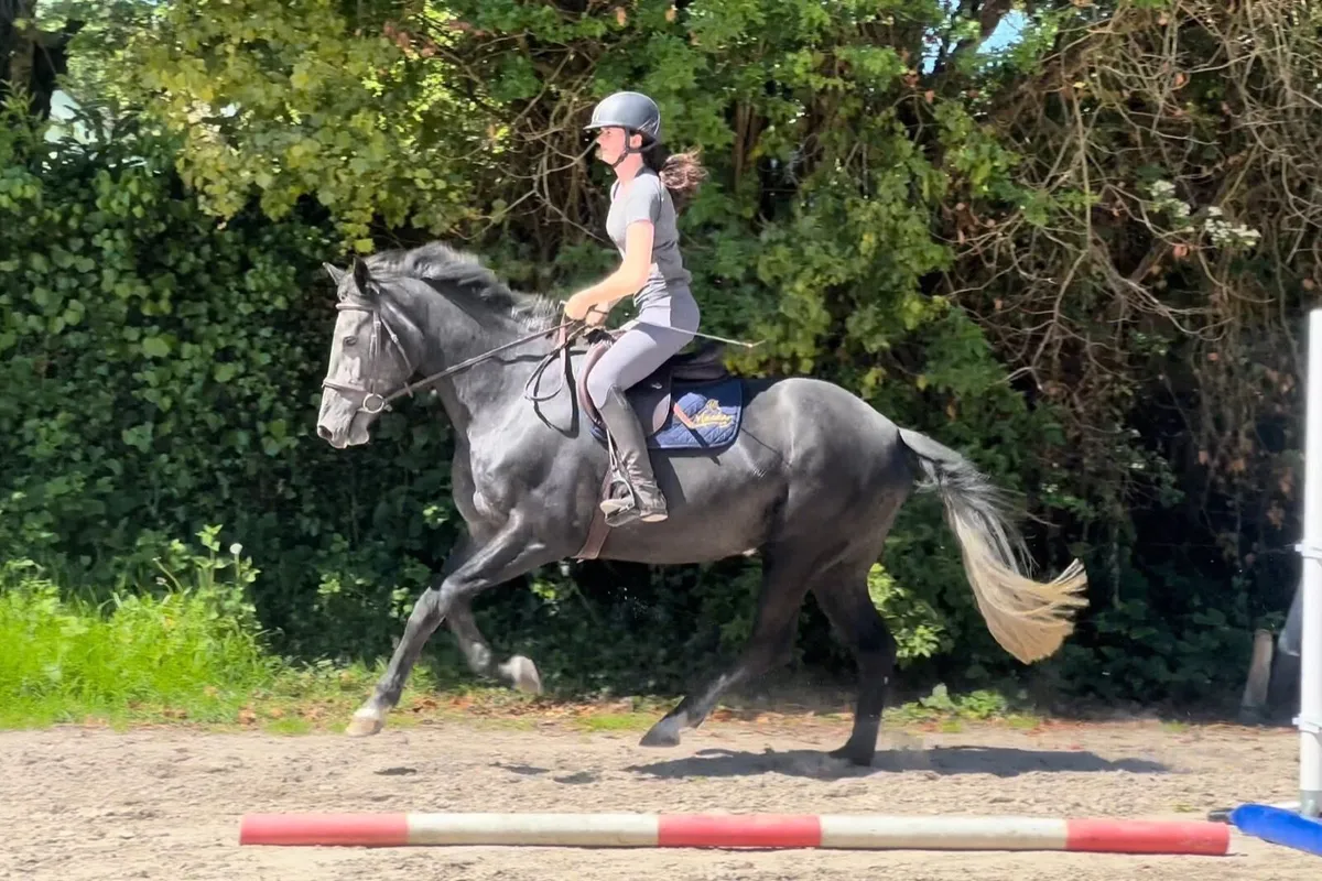 4yld Mare x Kafka vd Heffinck - Image 1