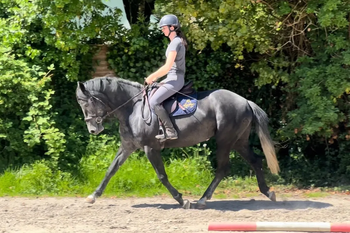 4yld Mare x Kafka vd Heffinck - Image 3