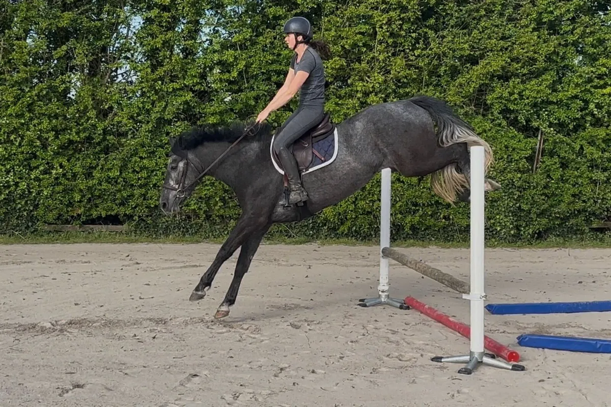 4yld Mare x Kafka vd Heffinck - Image 4