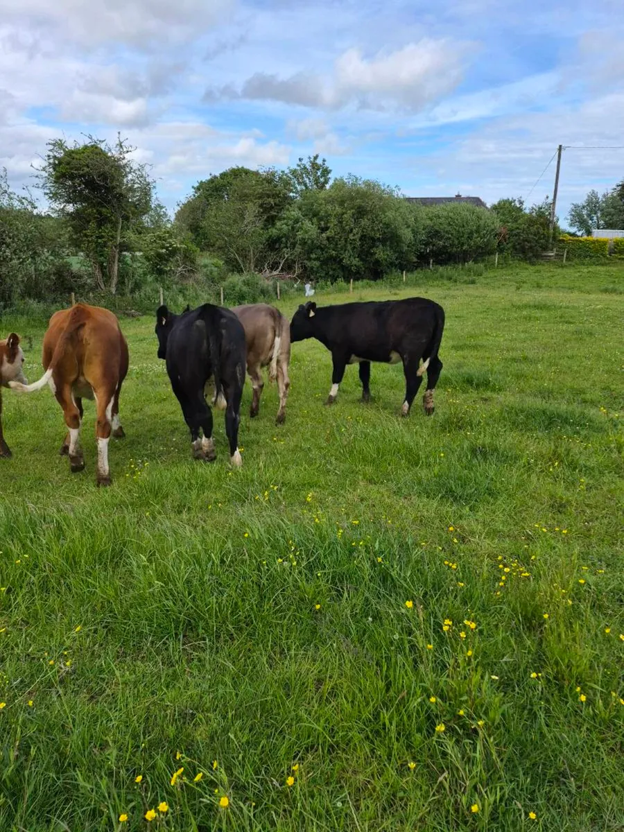 Heifers - Image 2