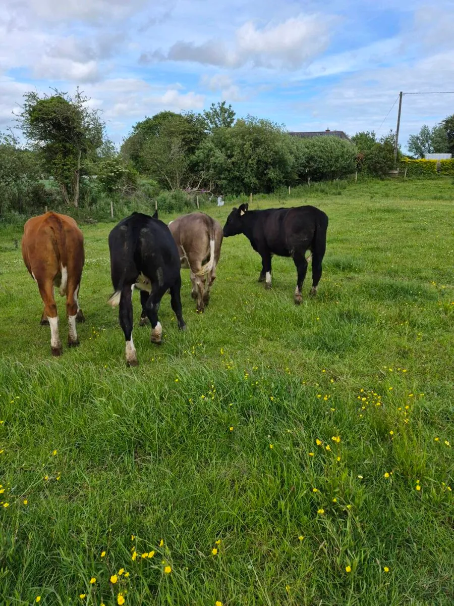 Heifers - Image 3