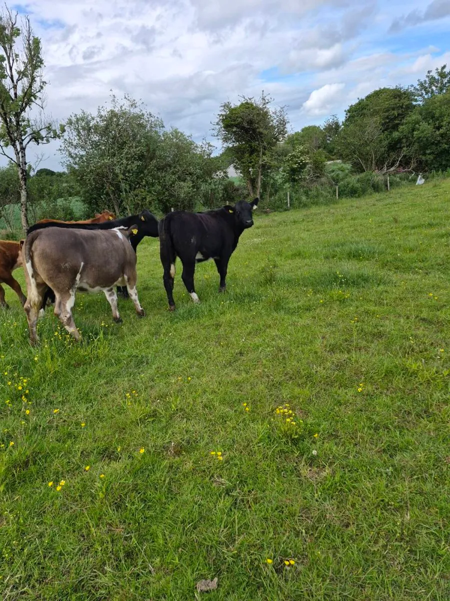 Heifers - Image 4