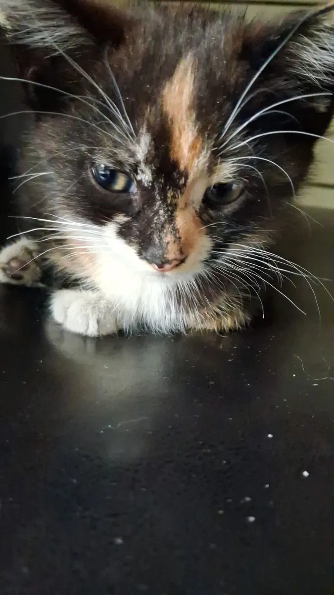 Kittens - Image 2