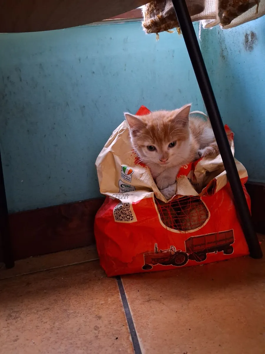 Kittens - Image 3