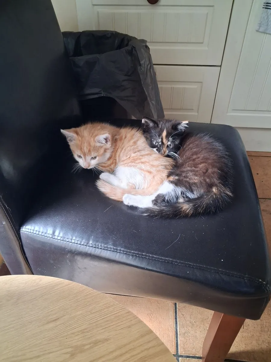 Kittens - Image 1