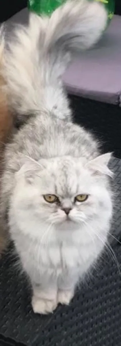 Male Persian kitten - Image 2