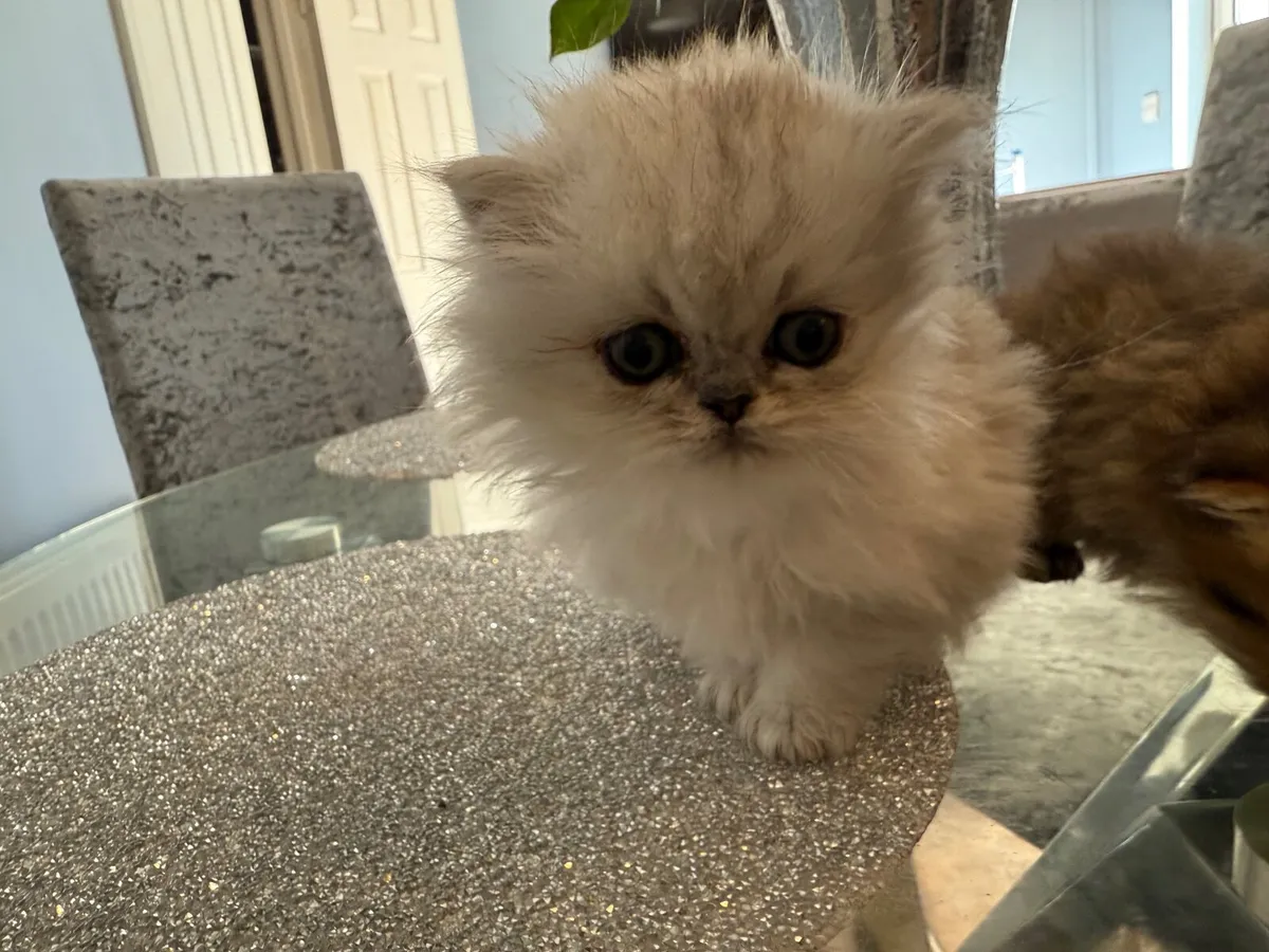 Male Persian kitten - Image 3