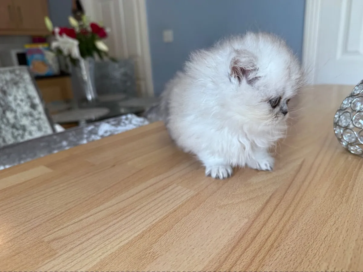 Male Persian kitten - Image 4