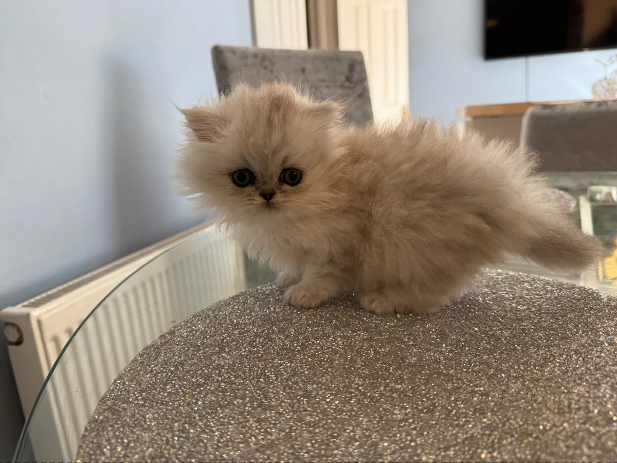 Male Persian kitten - Image 1