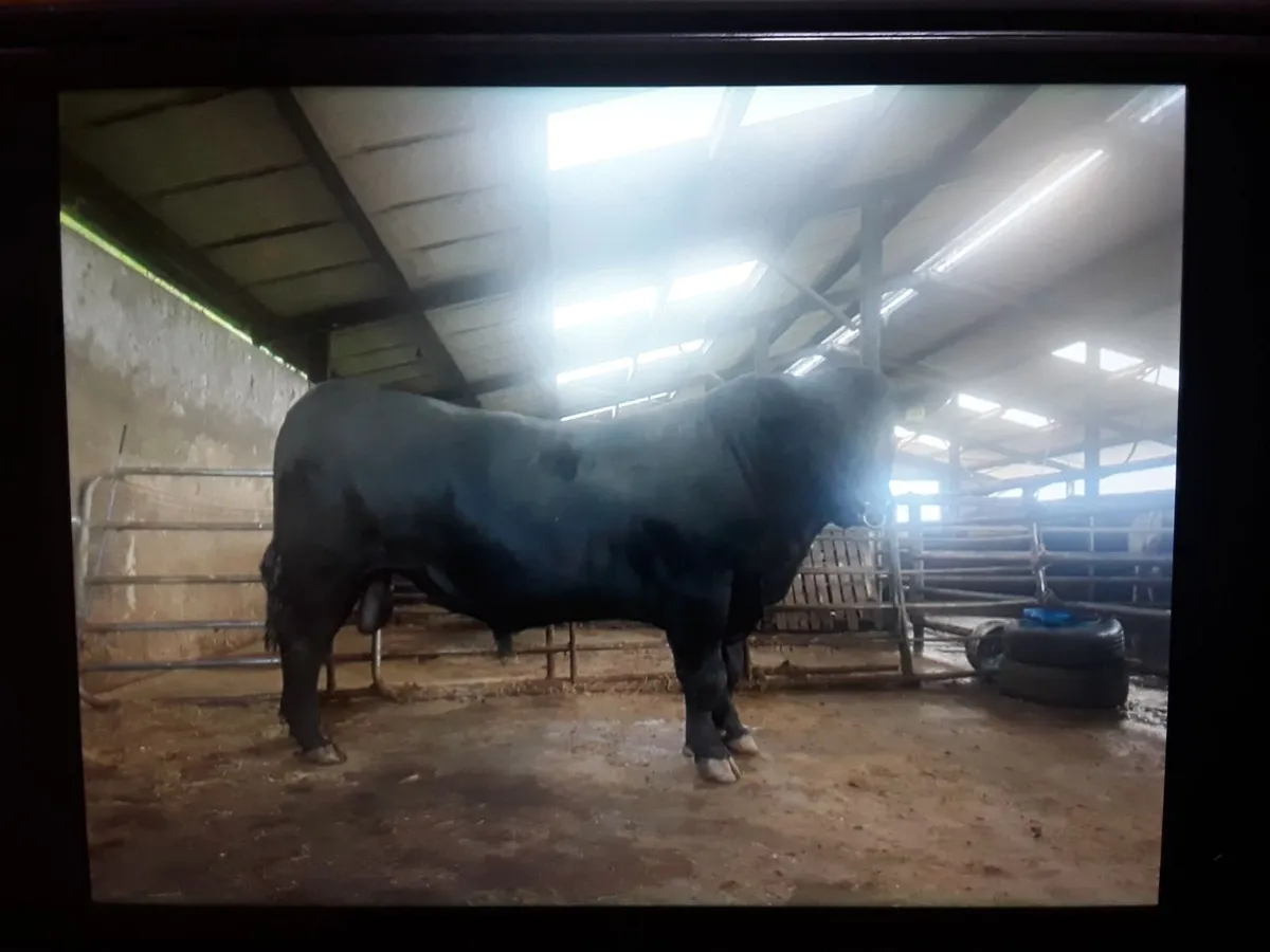 Pedigree Angus Bulls - Image 1
