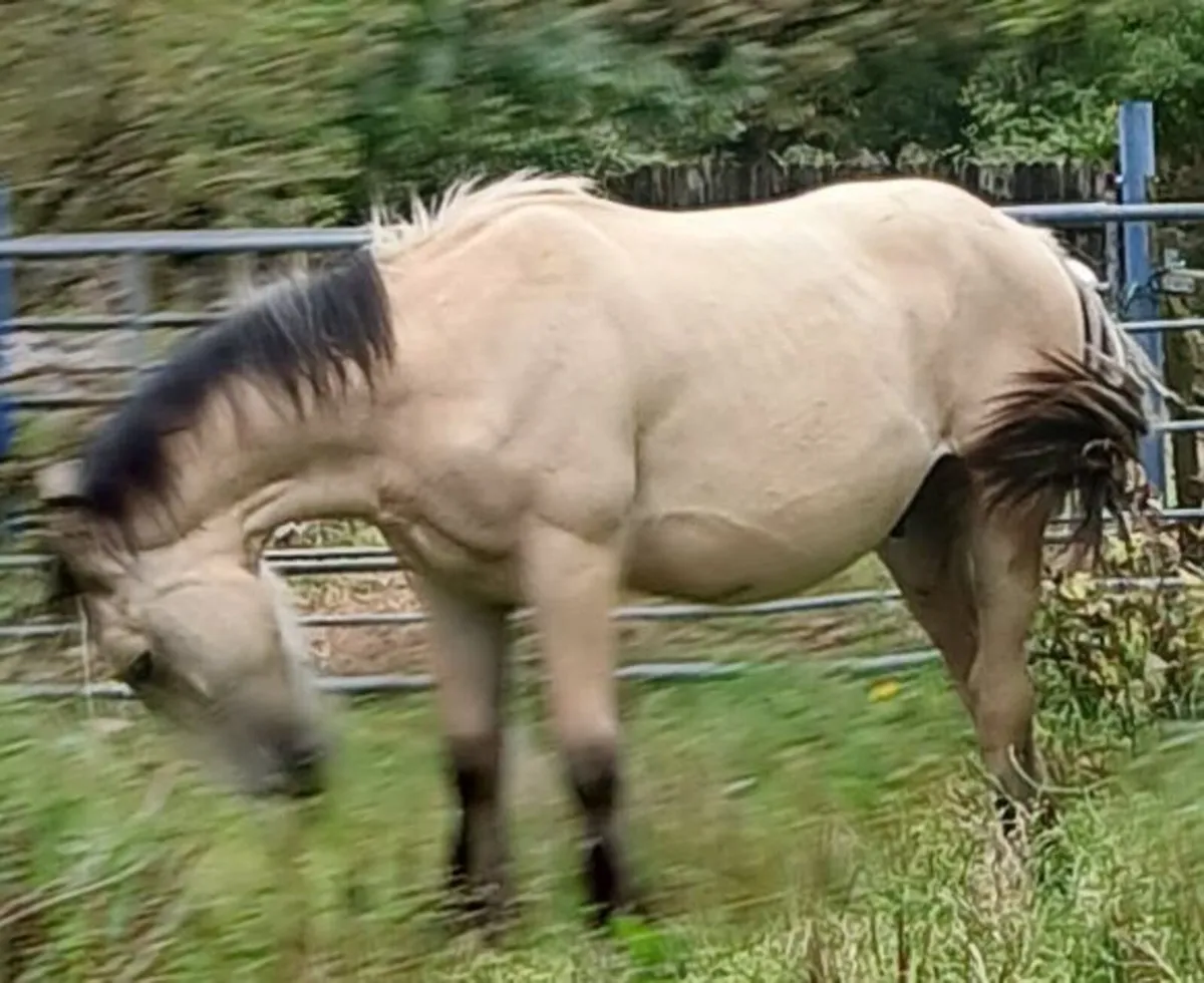 Homebred Colt grandson of Golden Euros . - Image 1