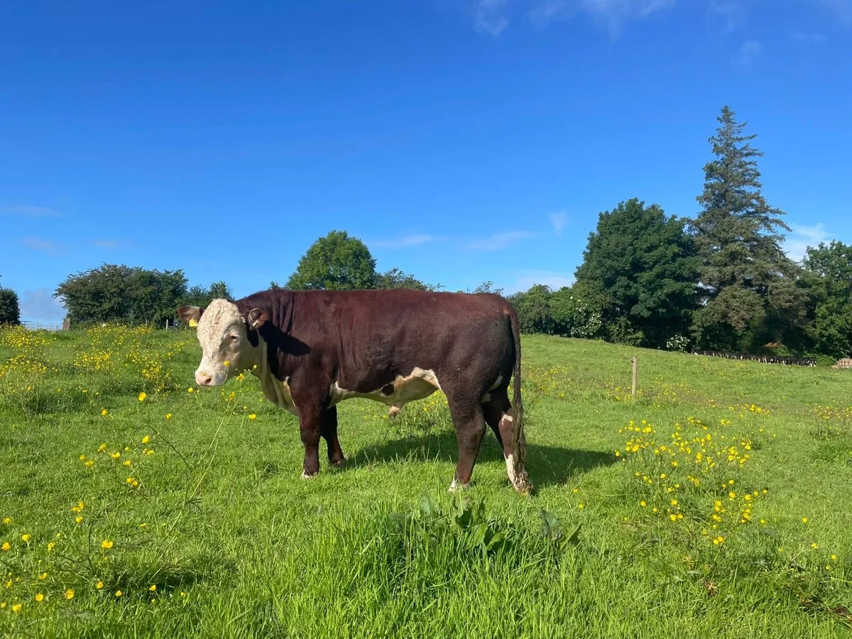 Pedigree Hereford Bull for Sale