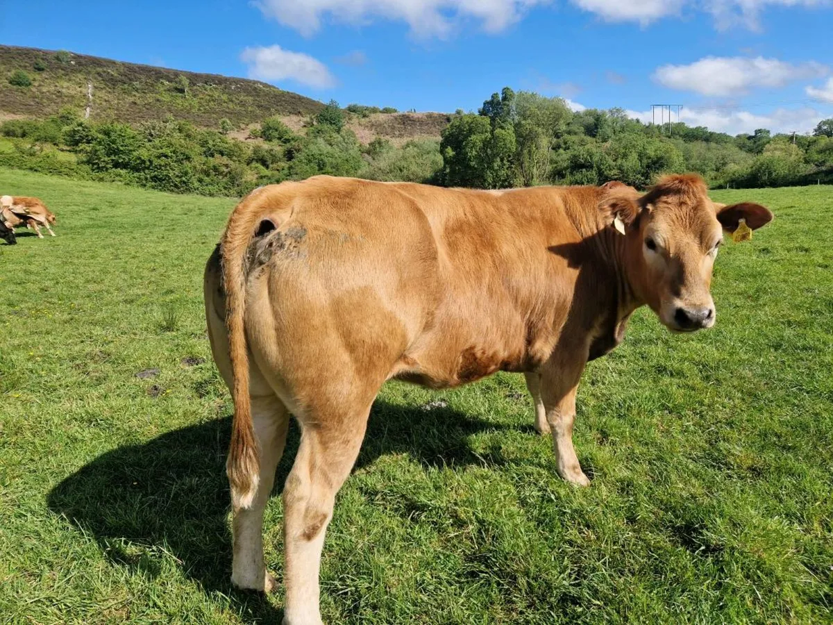 Breeding Heifers - Image 2