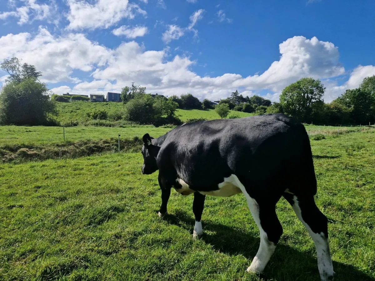 Breeding Heifers - Image 3
