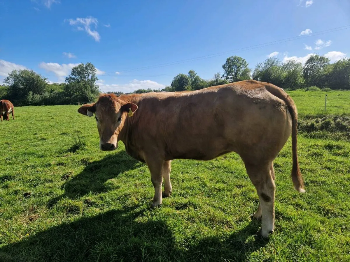 Breeding Heifers - Image 4