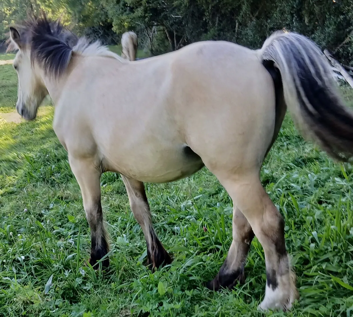 Homebred Colt grandson of Golden Euros . - Image 4