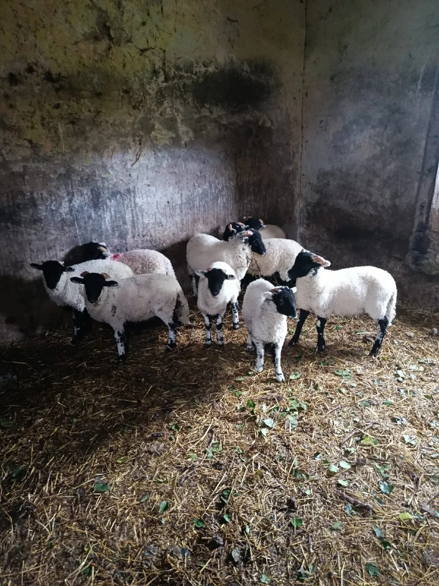 Swaledale ram lambs - Image 2