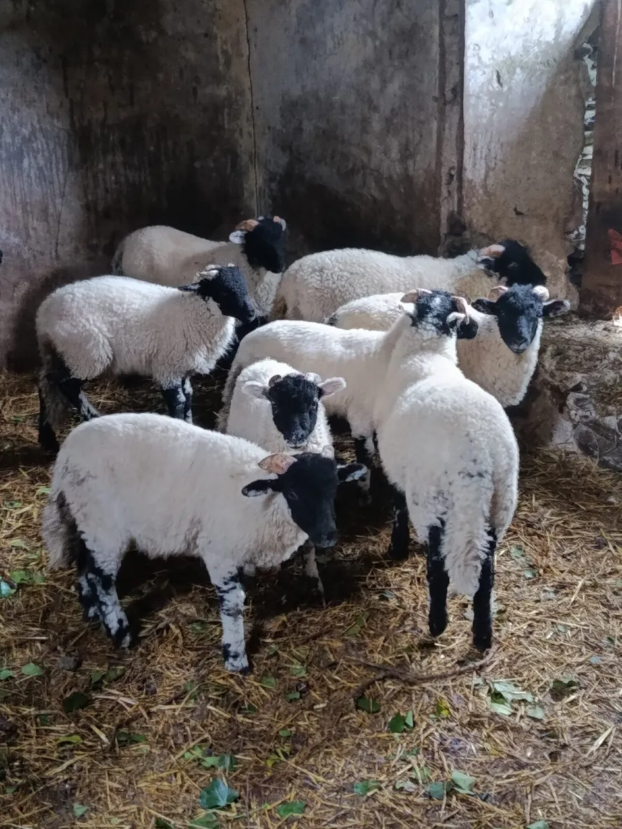 Swaledale ram lambs - Image 1