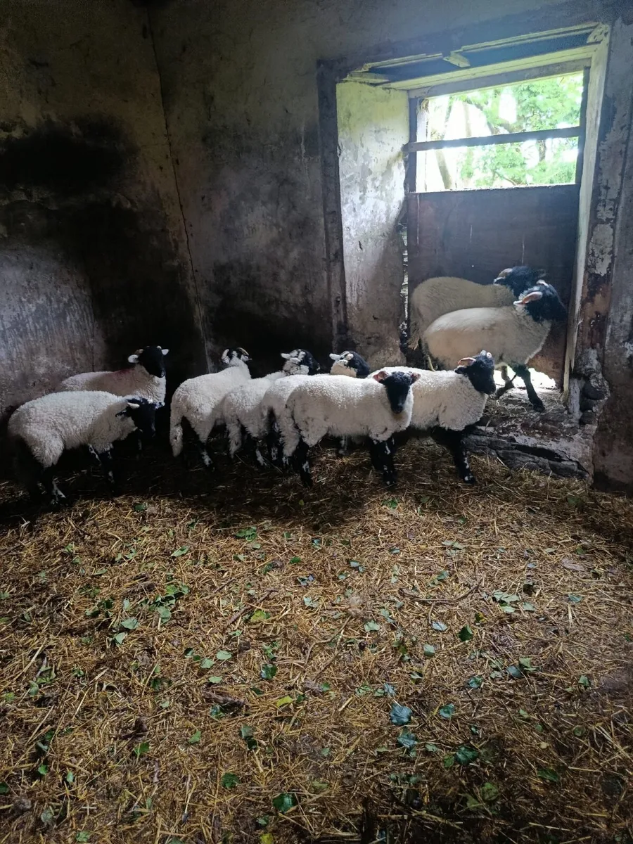 Swaledale ram lambs - Image 3