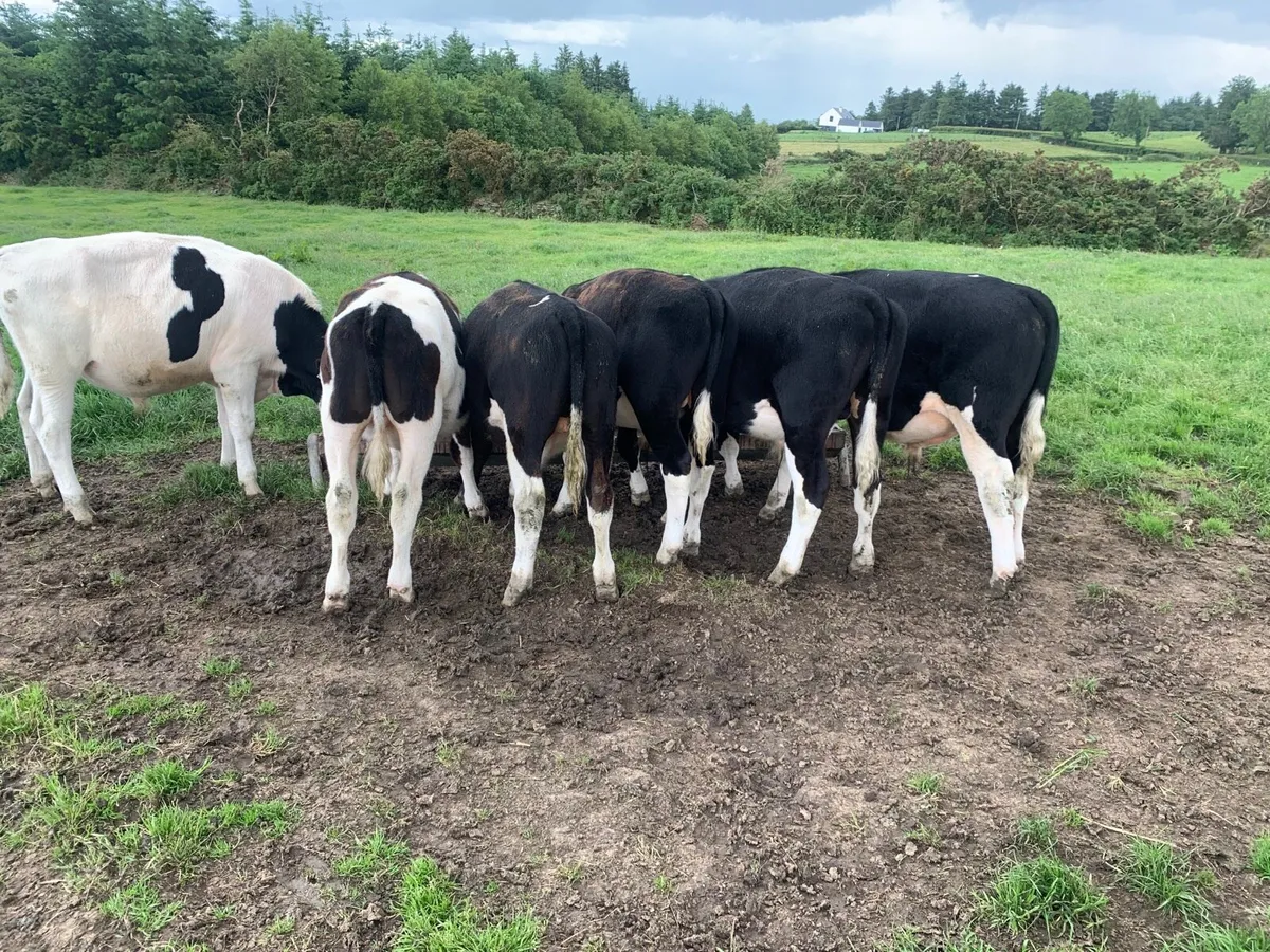 6 British Friesians bullock s - Image 1