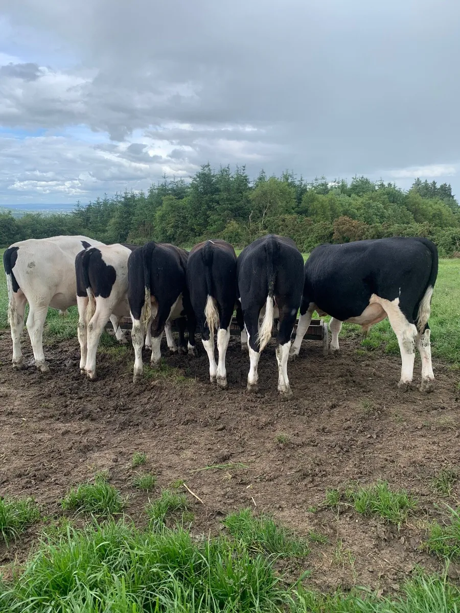 6 British Friesians bullock s - Image 3