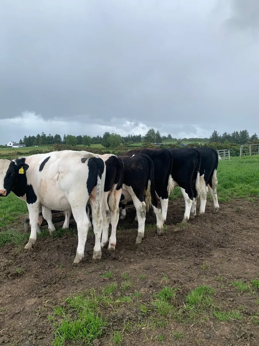 6 British Friesians bullock s - Image 2