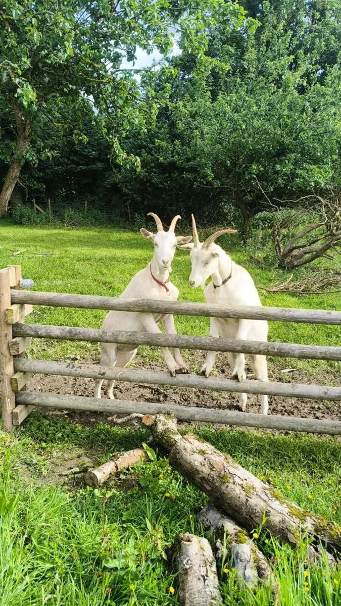 2 x neutered male goats for sale