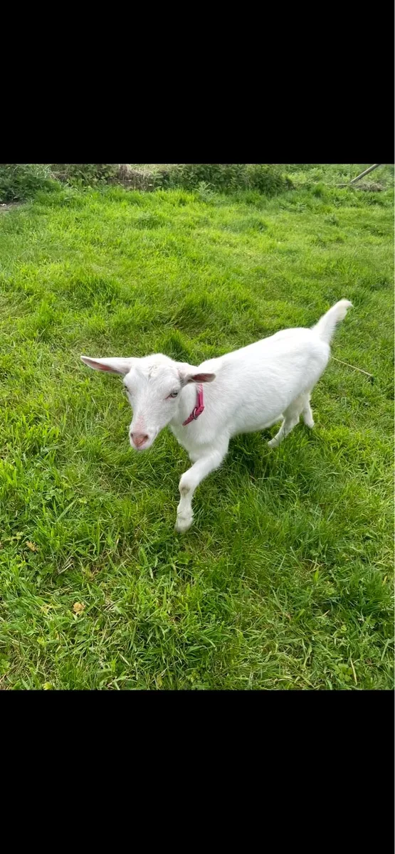 Female Saanen Goat - Image 1