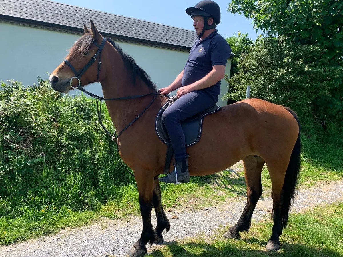Pony - Image 1