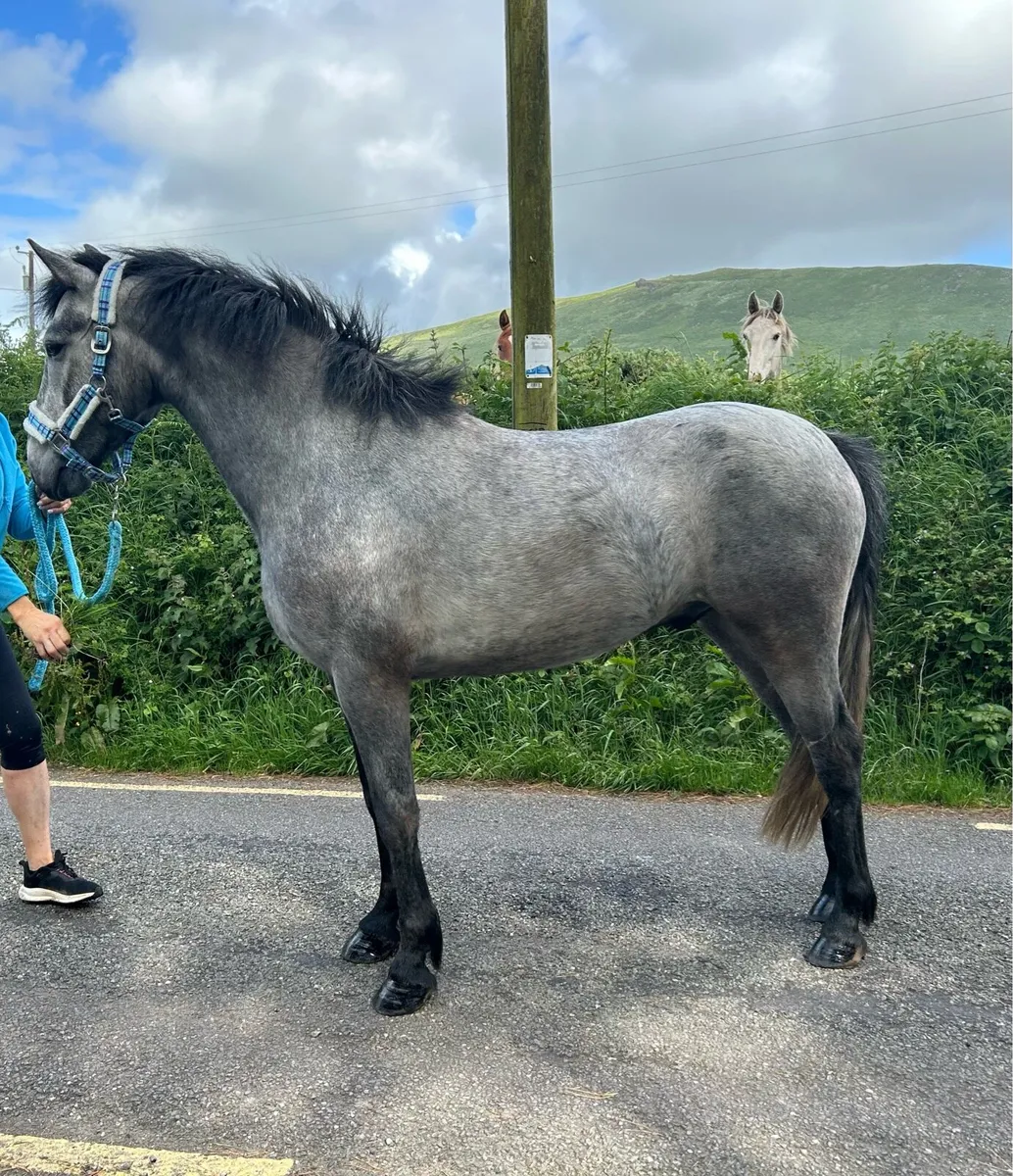 Connemara Gelding - Image 2