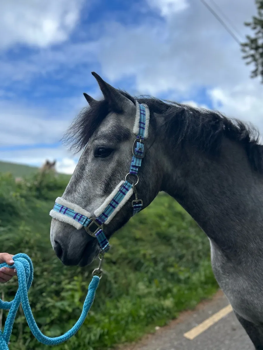 Connemara Gelding - Image 1