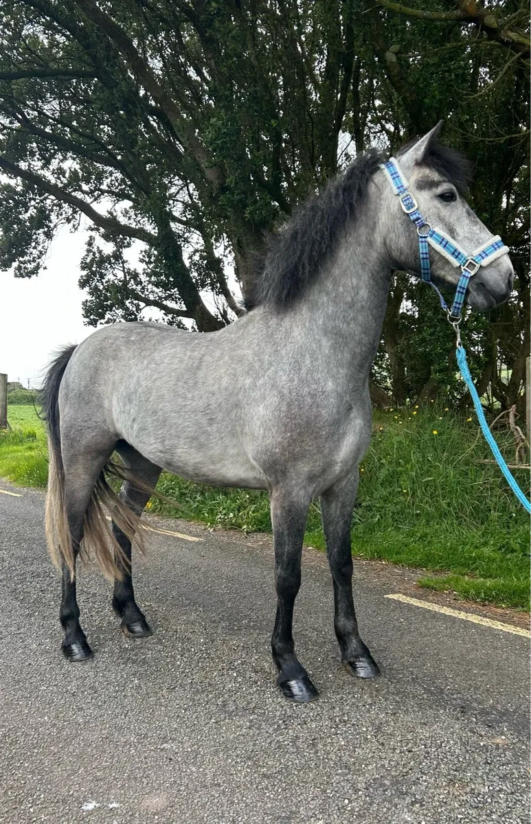 Connemara Gelding - Image 4