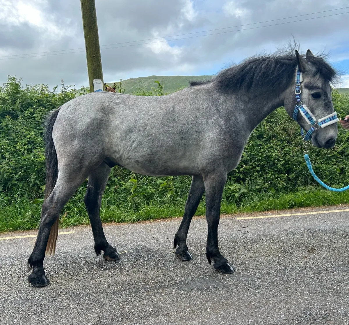 Connemara Gelding - Image 3
