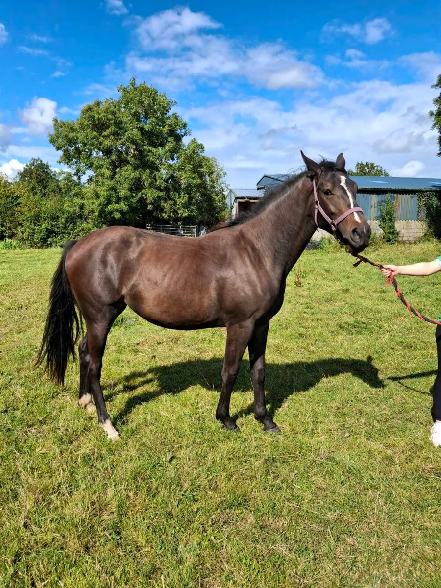 Horse - Image 1