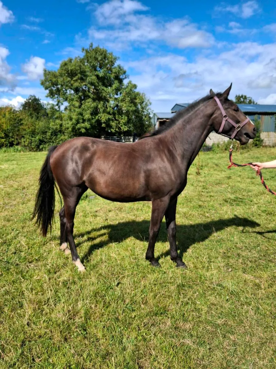 Horse - Image 2