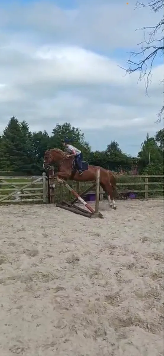 All rounder mare - Image 2