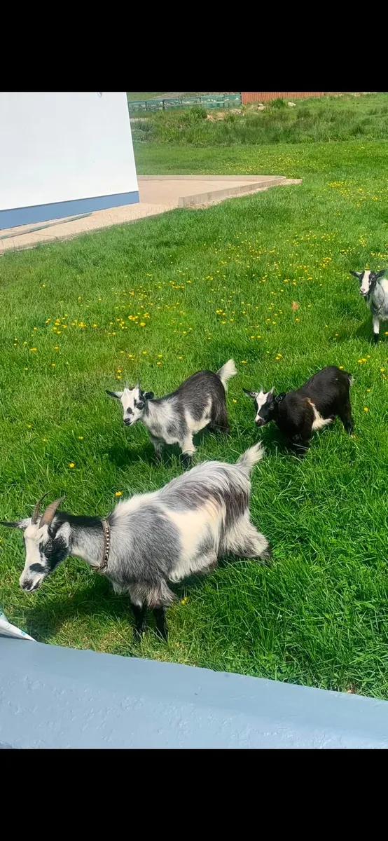 PYGMY GOATS - Image 1