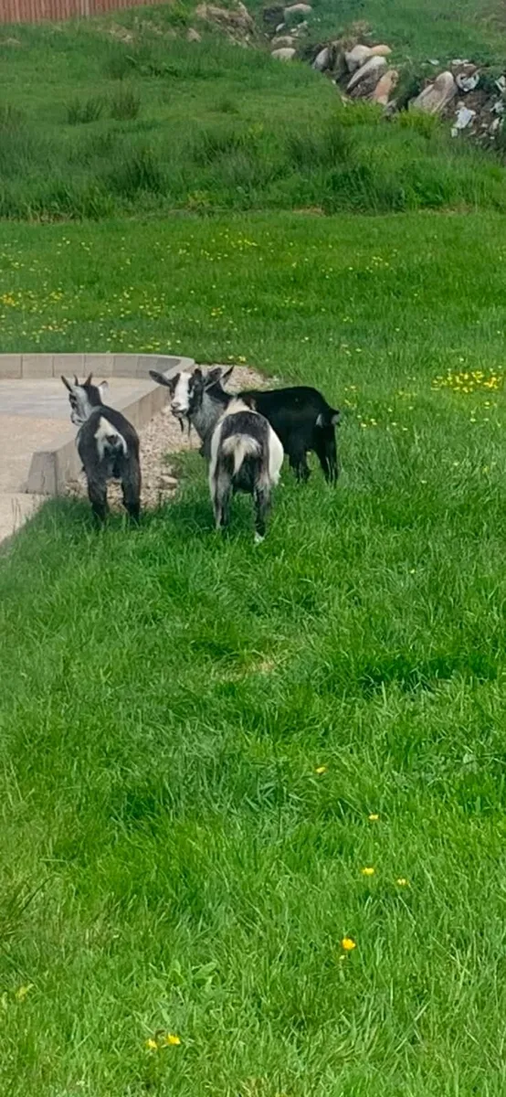 PYGMY GOATS - Image 2
