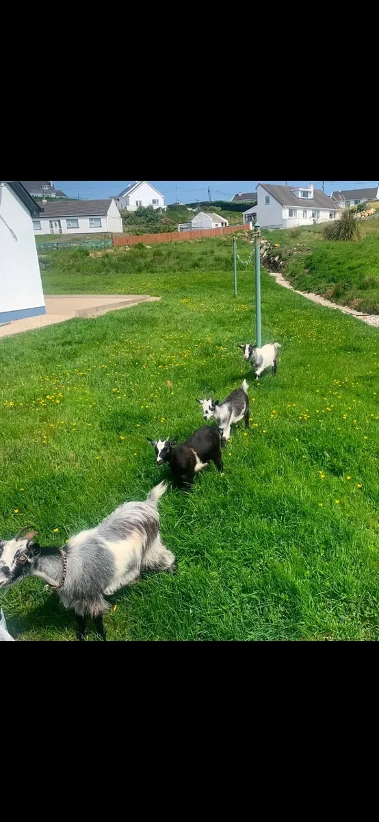 PYGMY GOATS - Image 3