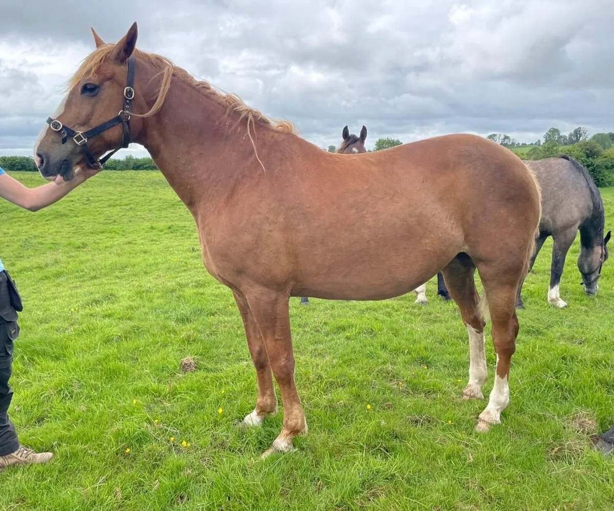 All rounder mare - Image 4