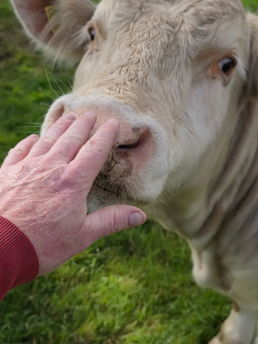 Pedigree Registered 5star Charolais Bulls - Image 4