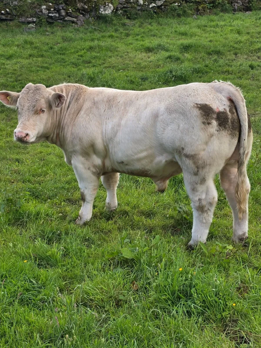 Pedigree Registered 5star Charolais Bulls - Image 3