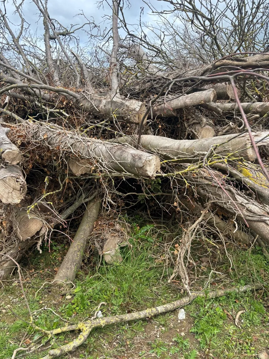 Timber for firewood - Image 3